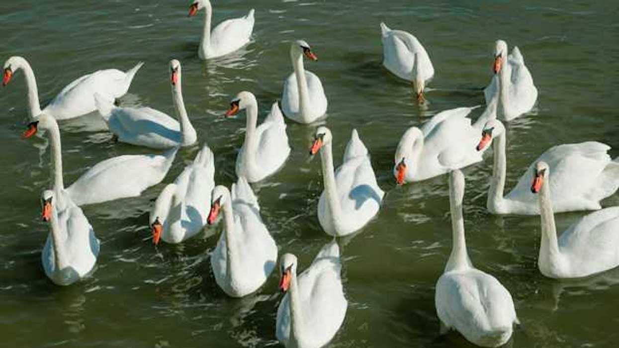 A flock of white swans in the water