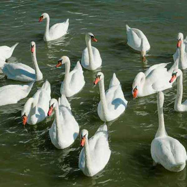 A flock of white swans in the water