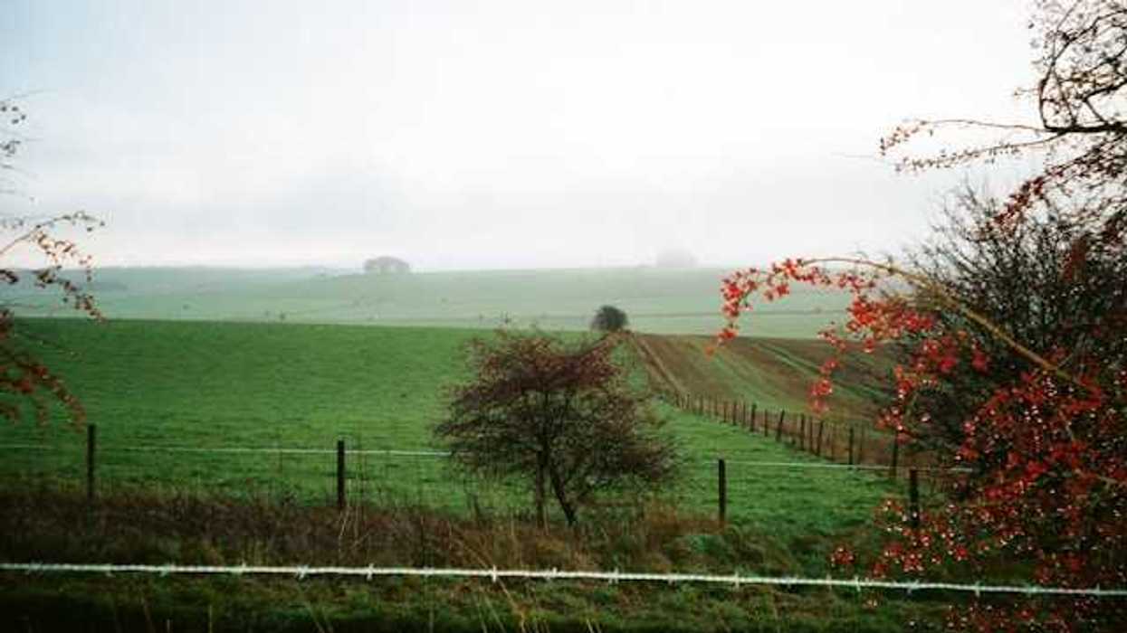 A foggy farm field with several fence lines and red bushes to the right