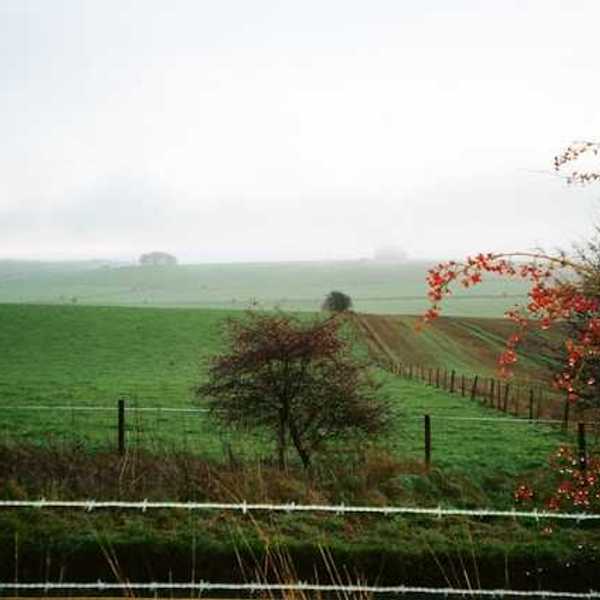 A foggy farm field with several fence lines and red bushes to the right