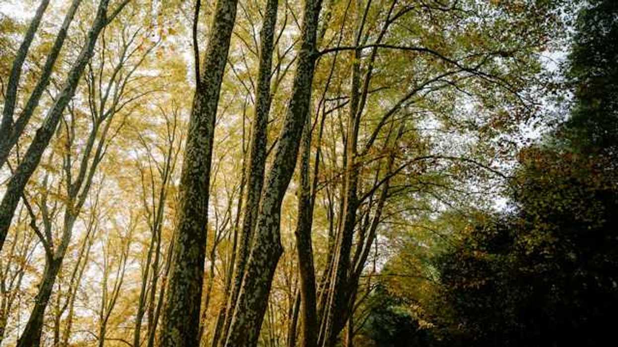 A forest filled with tall trees
