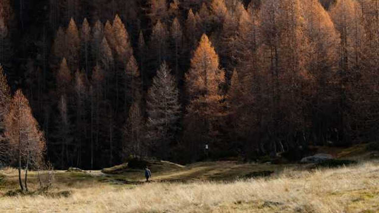 A forest of dry trees with a dry field in the foreground