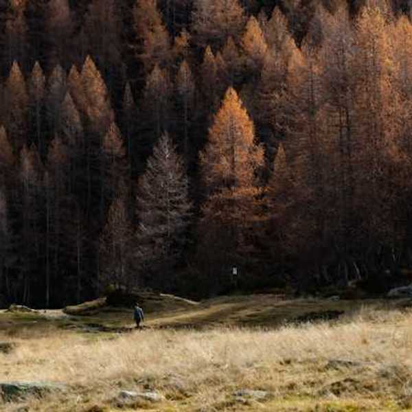 A forest of dry trees with a dry field in the foreground