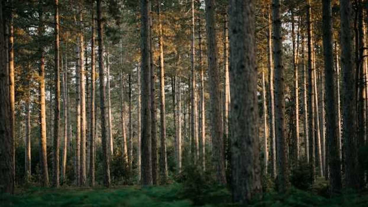 A forest of trees, with small shrubbery in the foreground and light casting in the middle of trunks