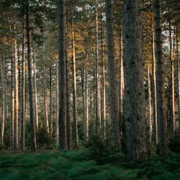 Herbicides pose dilemma for forest managers