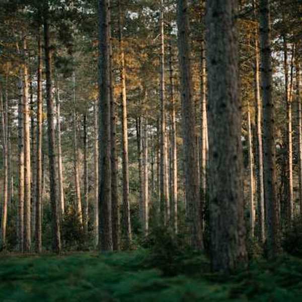 A forest of trees, with small shrubbery in the foreground and light casting in the middle of trunks