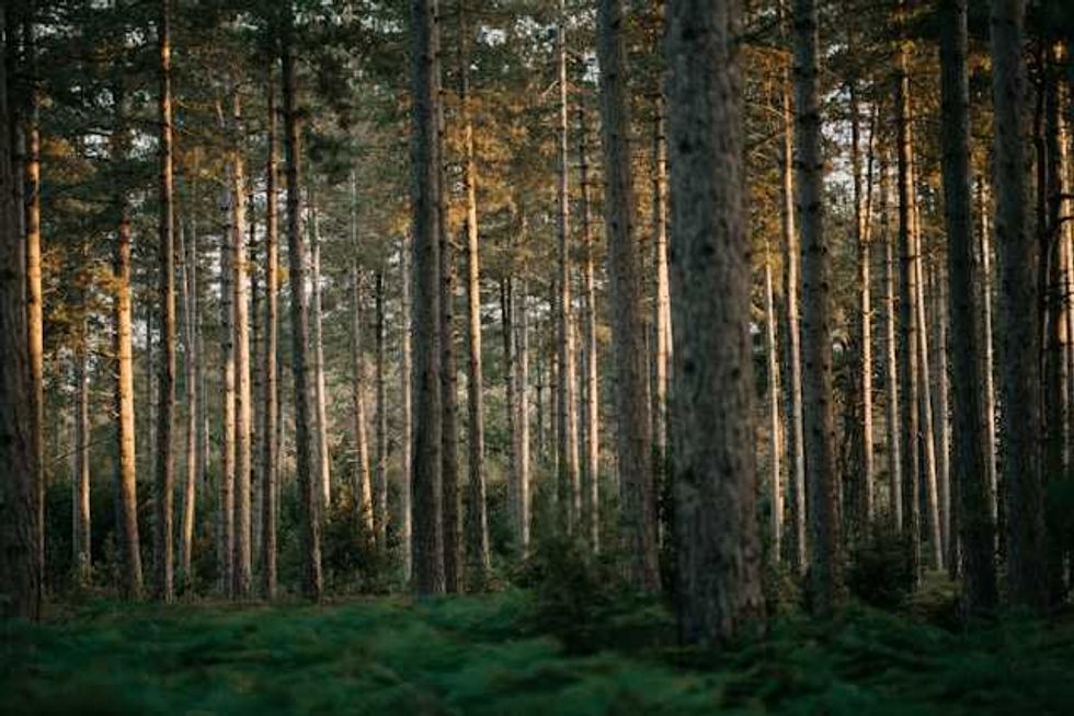Herbicides pose dilemma for forest managers