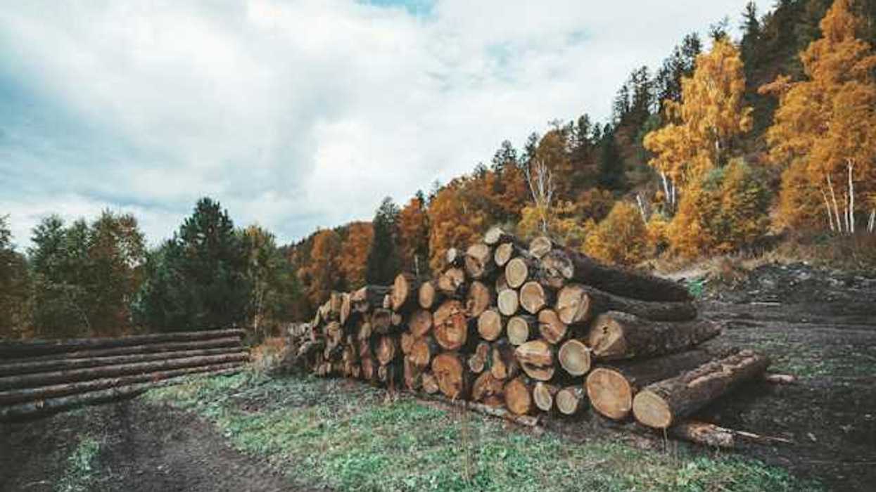 A forest with cut logs stacked up