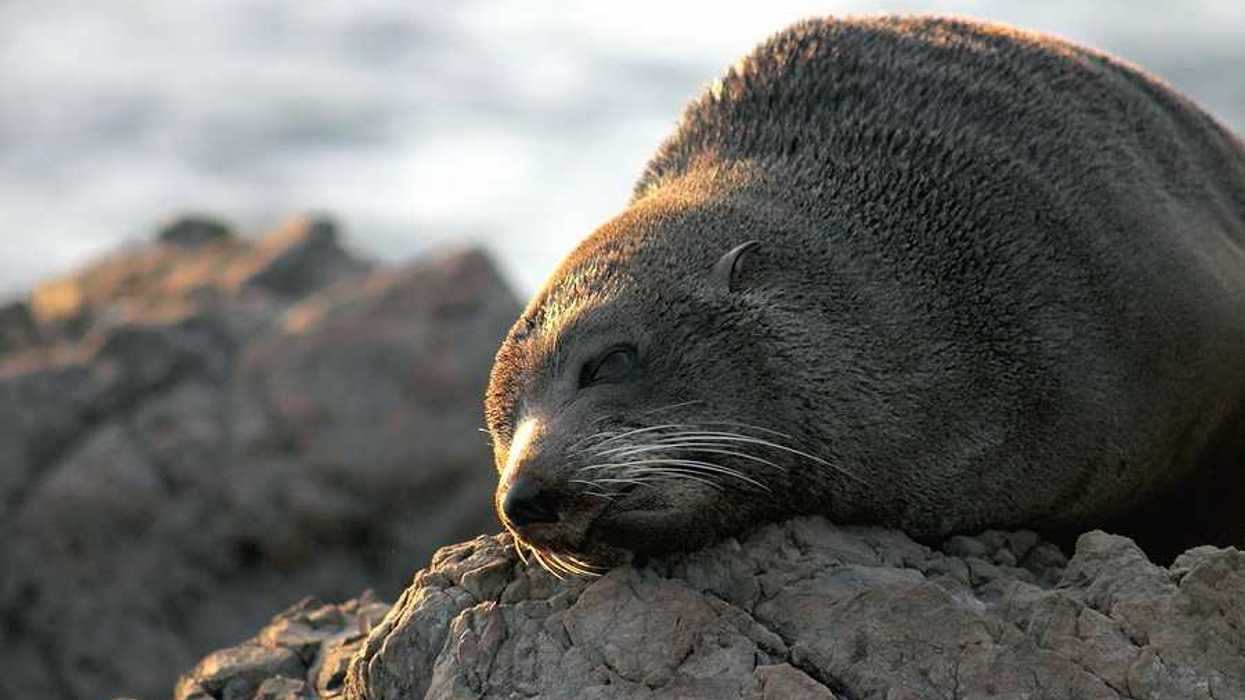 A fur seal lounging on a rock in the sun