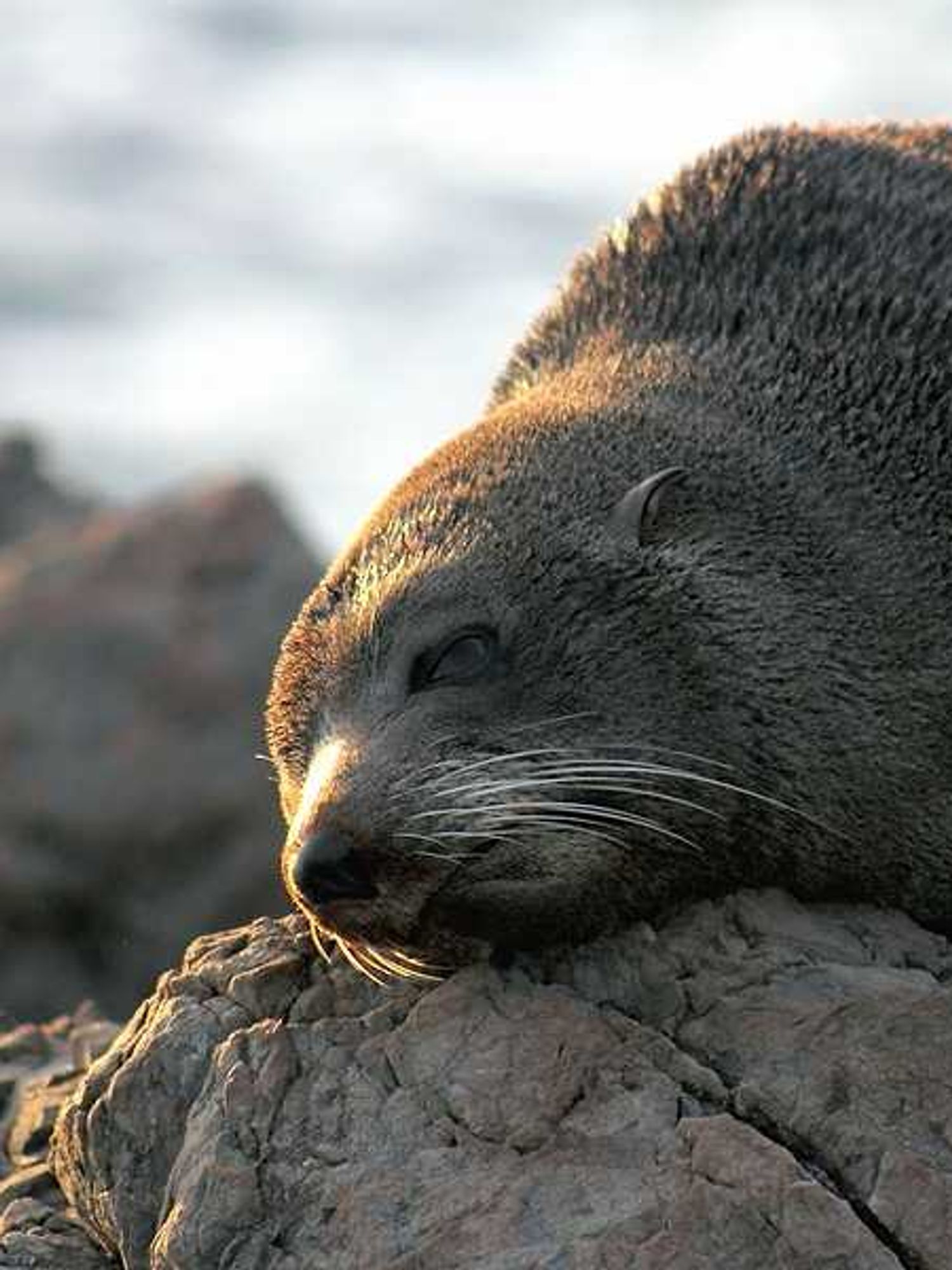 photo of As waters around Alaska warm, algal toxins are turning up in new places in the food web image