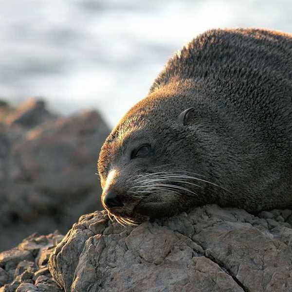 A fur seal lounging on a rock in the sun