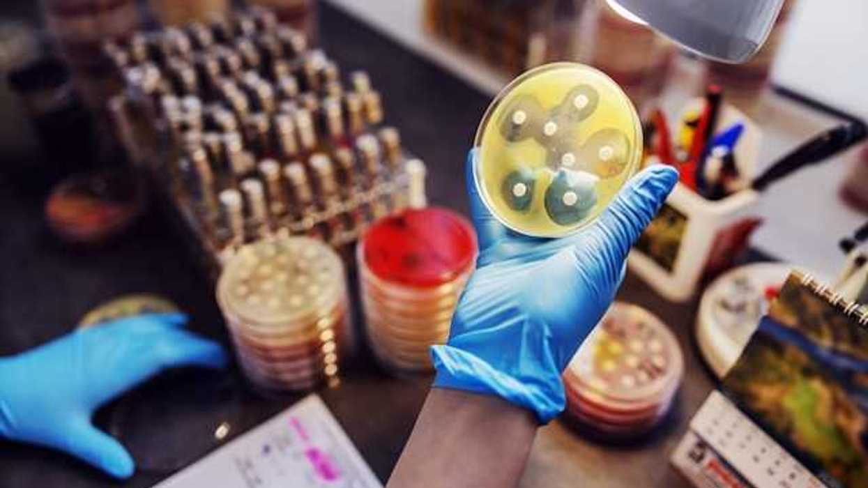 A gloved hand holding a petri dish