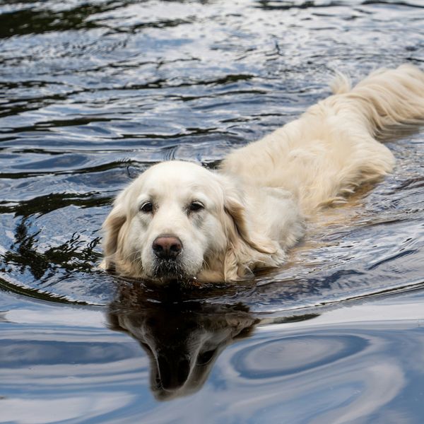 A golden retriever swimming in the water.