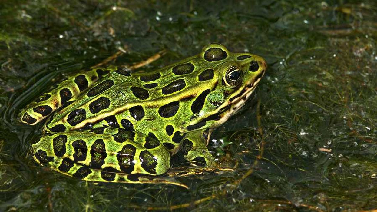 A green and black northern leopard frog sitting in water