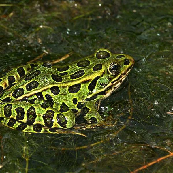 A green and black northern leopard frog sitting in water