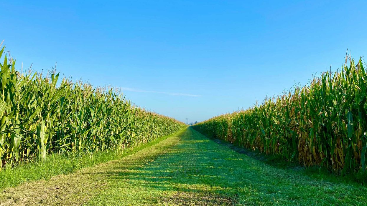 A green path between rows of corn stretching into the distance