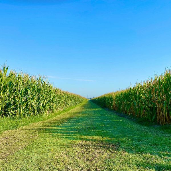 A green path between rows of corn stretching into the distance