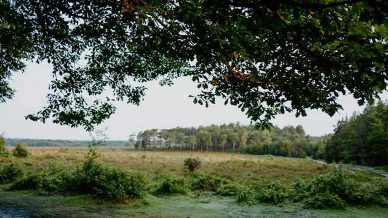 A green peatland area with trees in the background