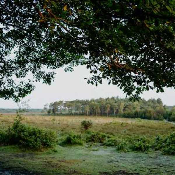 A green peatland area with trees in the background