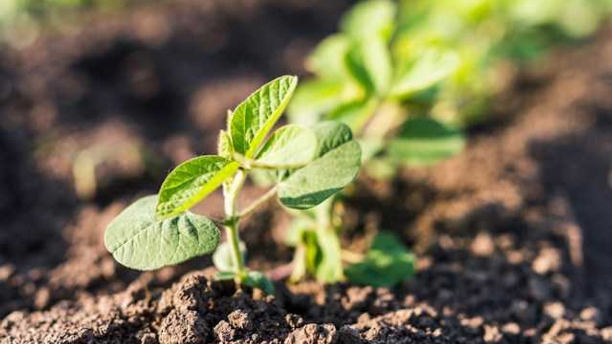 Scientists developing new soybean to store carbon, withstand…