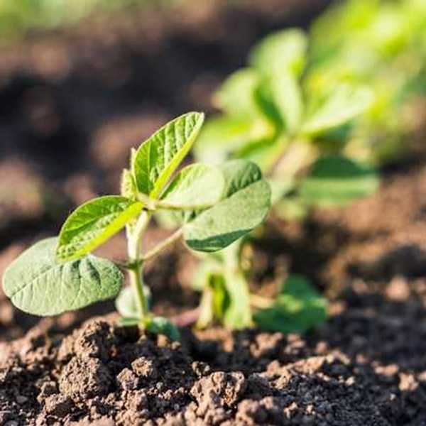 A green plant in a row of crops