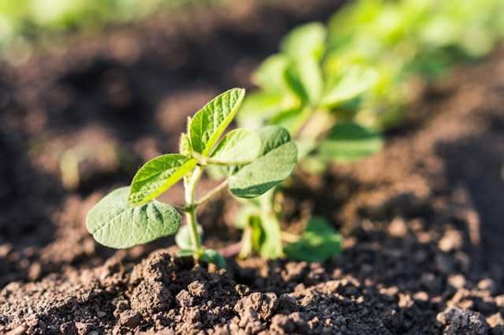 Scientists developing new soybean to store carbon, withstand drought