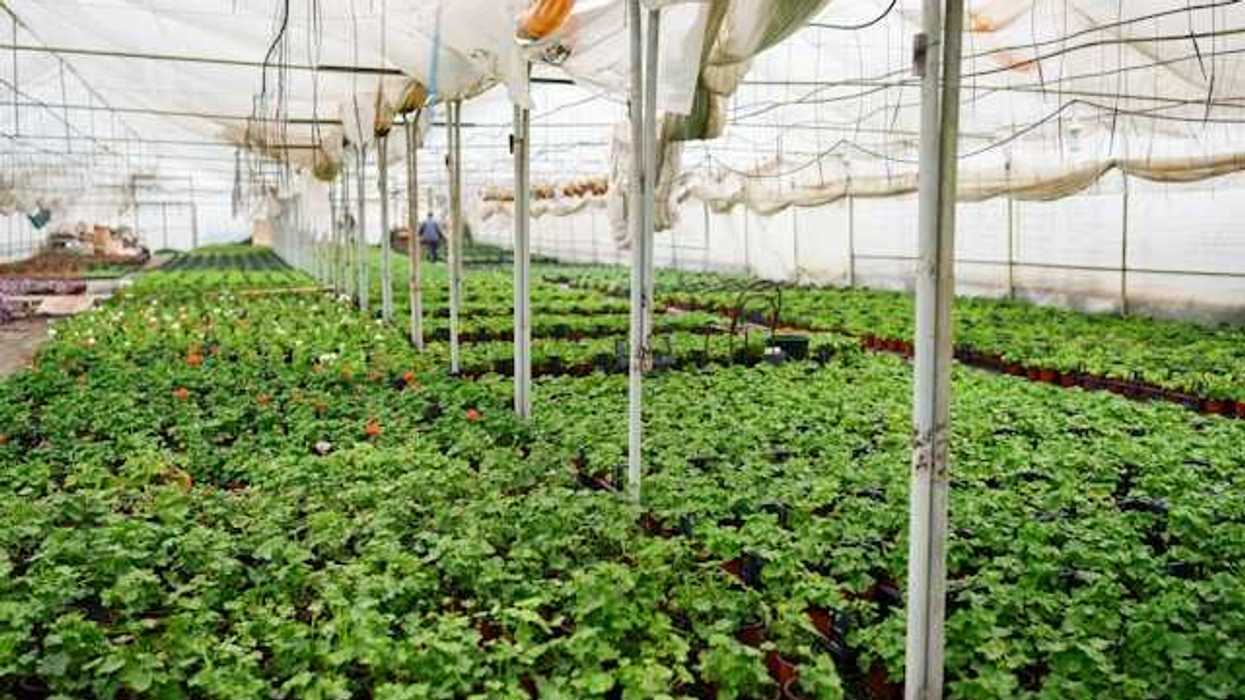 A greenhouse with rows of potted plants