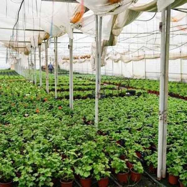 A greenhouse with rows of potted plants