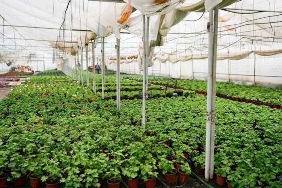 Understanding how plants pause and restart growth can help develop climate-resilient crops