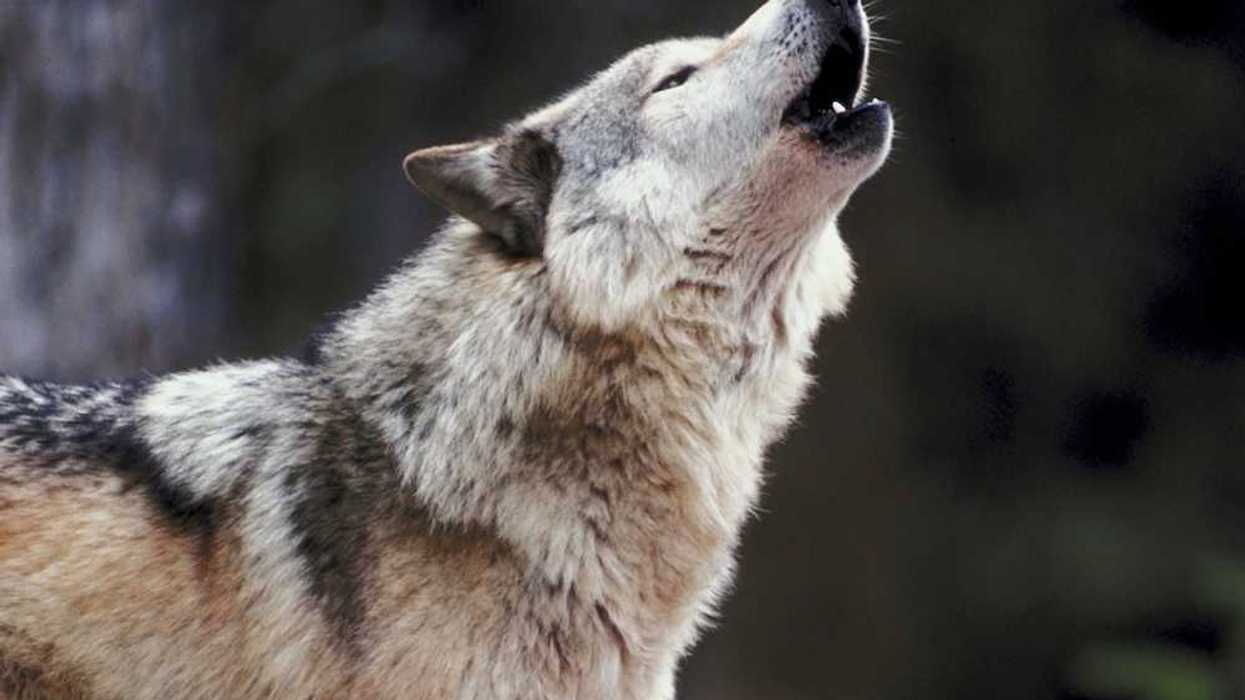 A grey wolf vocalizing