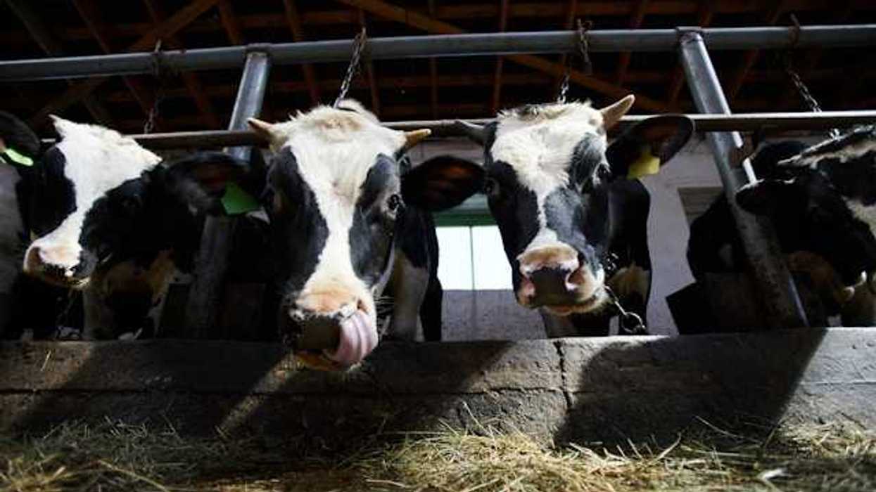 A group of black and white cows eating hay in a barn