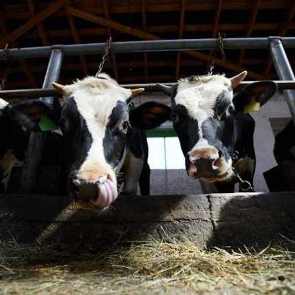 A group of black and white cows eating hay in a barn