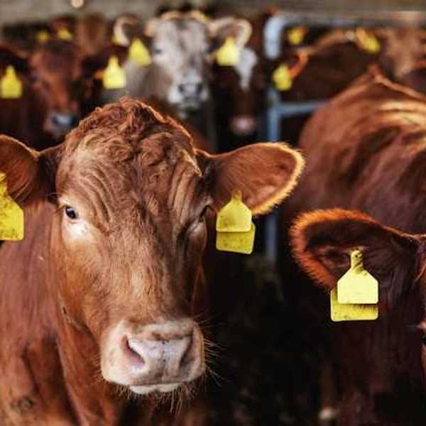 A group of cattle looking into the camera