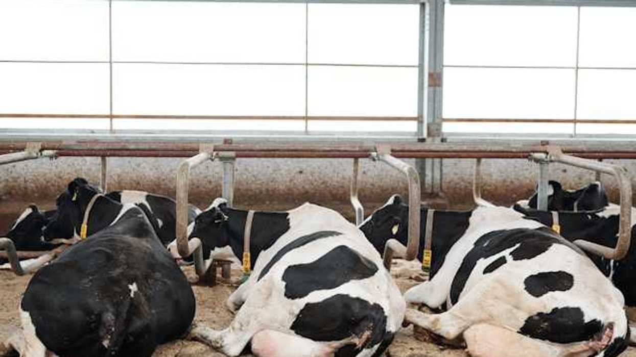 A group of dairy cows lying on the ground in a barn