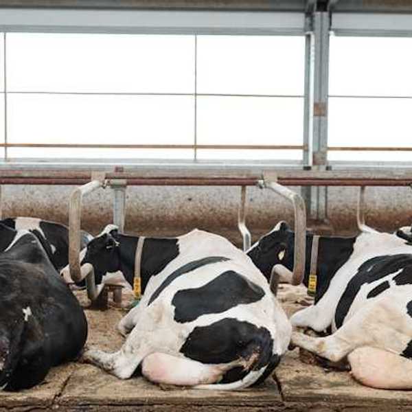 A group of dairy cows lying on the ground in a barn