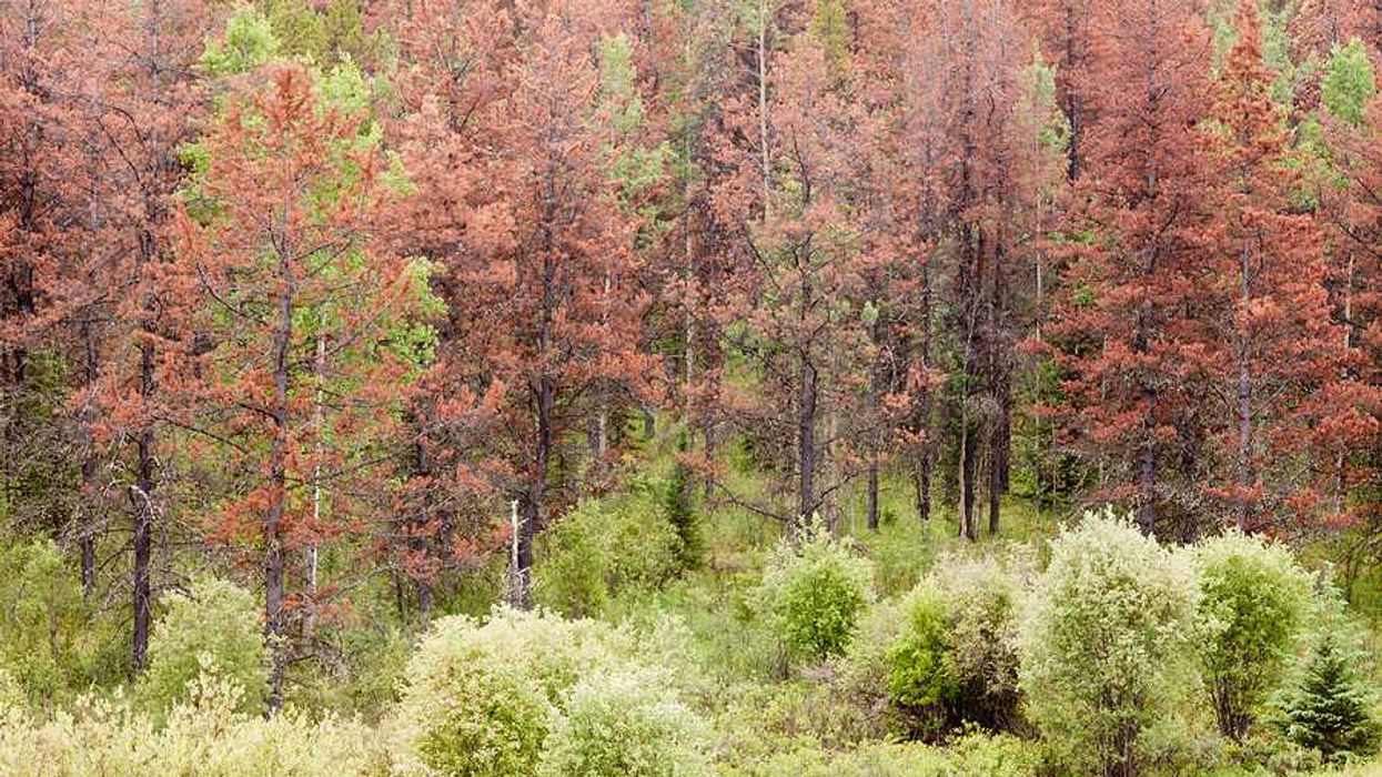 A group of dead trees in a forest