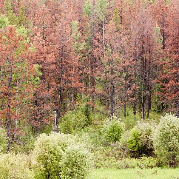 A group of dead trees in a forest