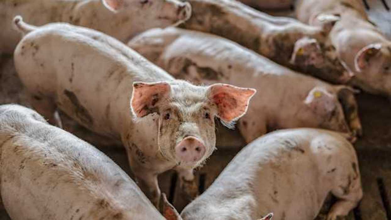 A group of dirty small pigs at a pig farm