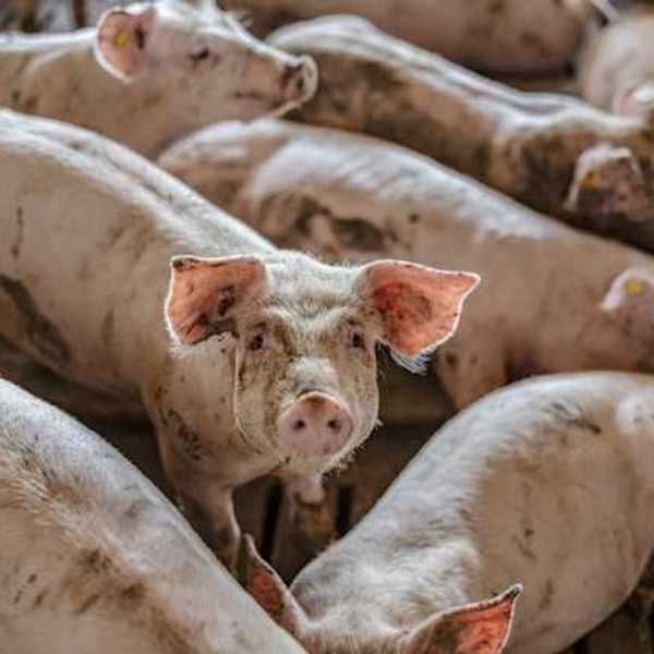 A group of dirty small pigs at a pig farm