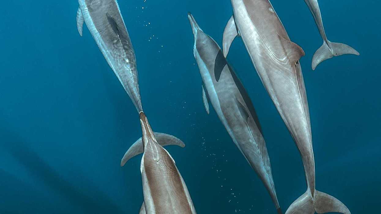 A group of dolphins swimming in the ocean
