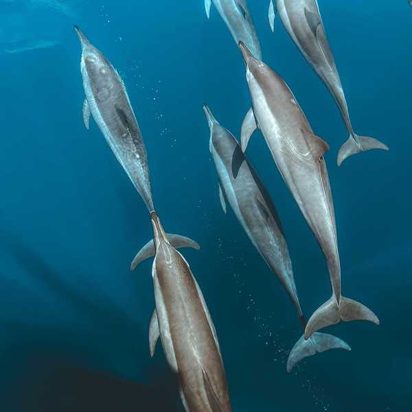 A group of dolphins swimming in the ocean