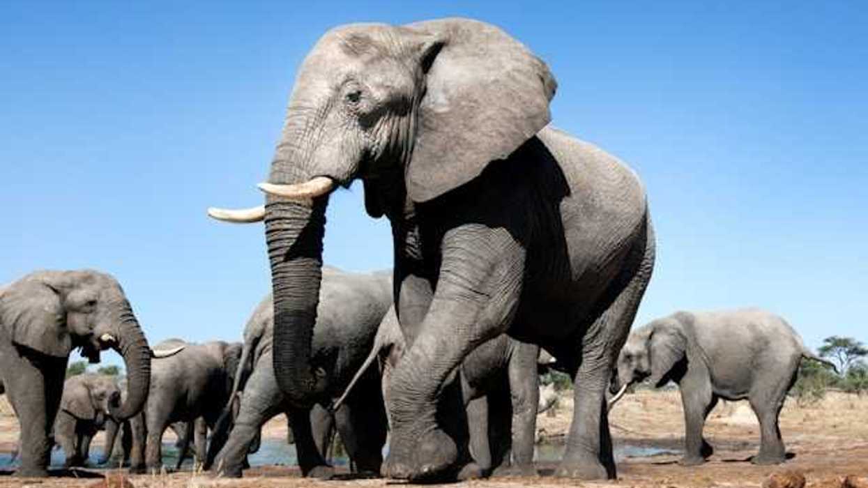 A group of elephants in a desert environment