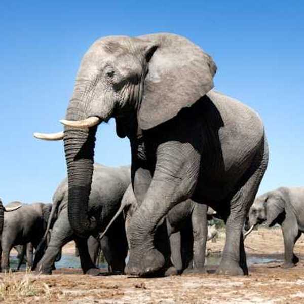 A group of elephants in a desert environment