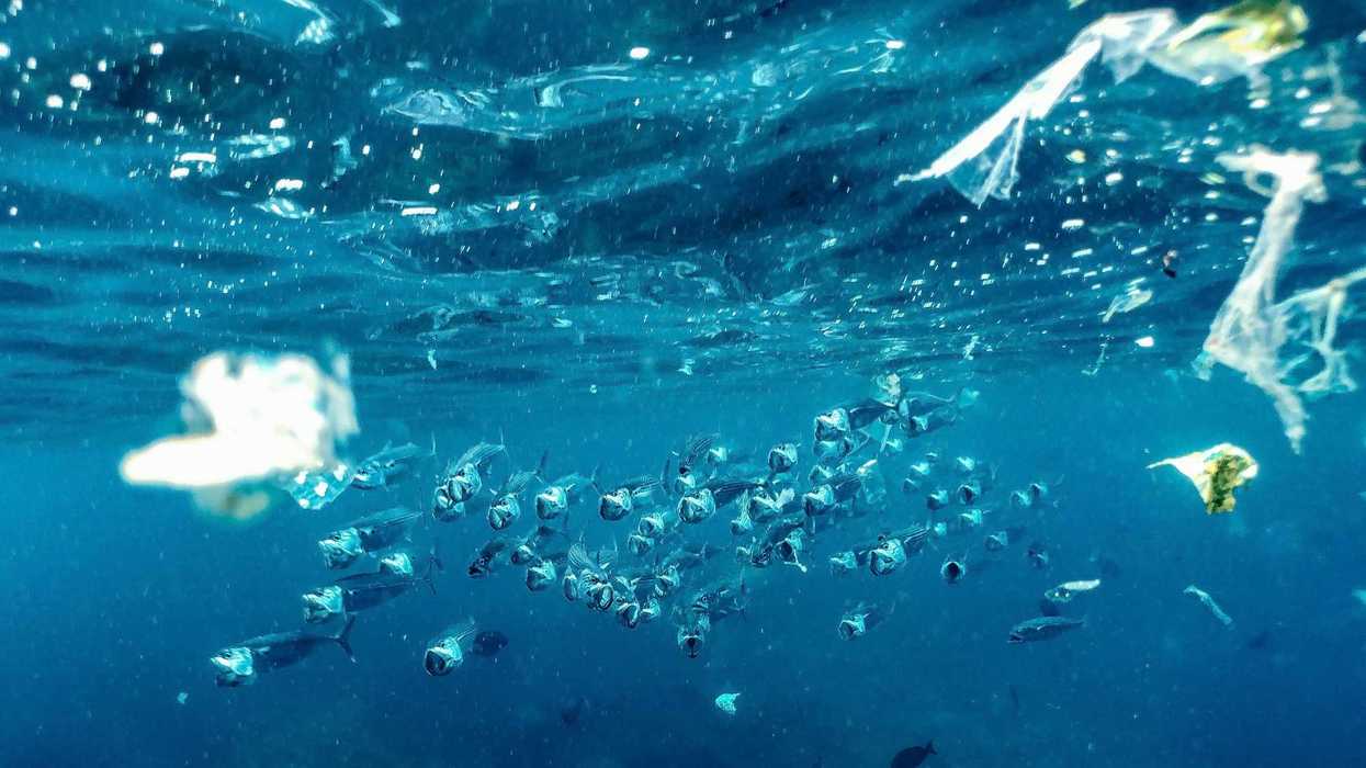 a group of fish swimming in the water with pieces of plastic.