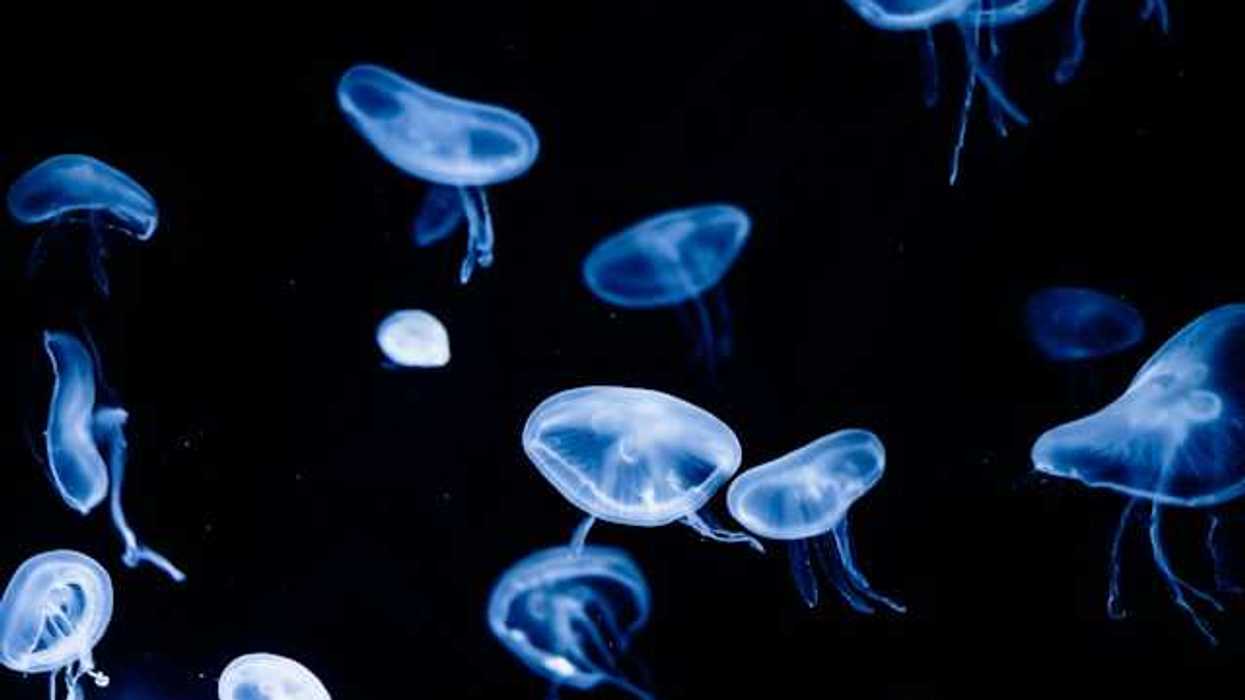 A group of jellyfish swimming in the water