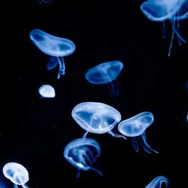 A group of jellyfish swimming in the water