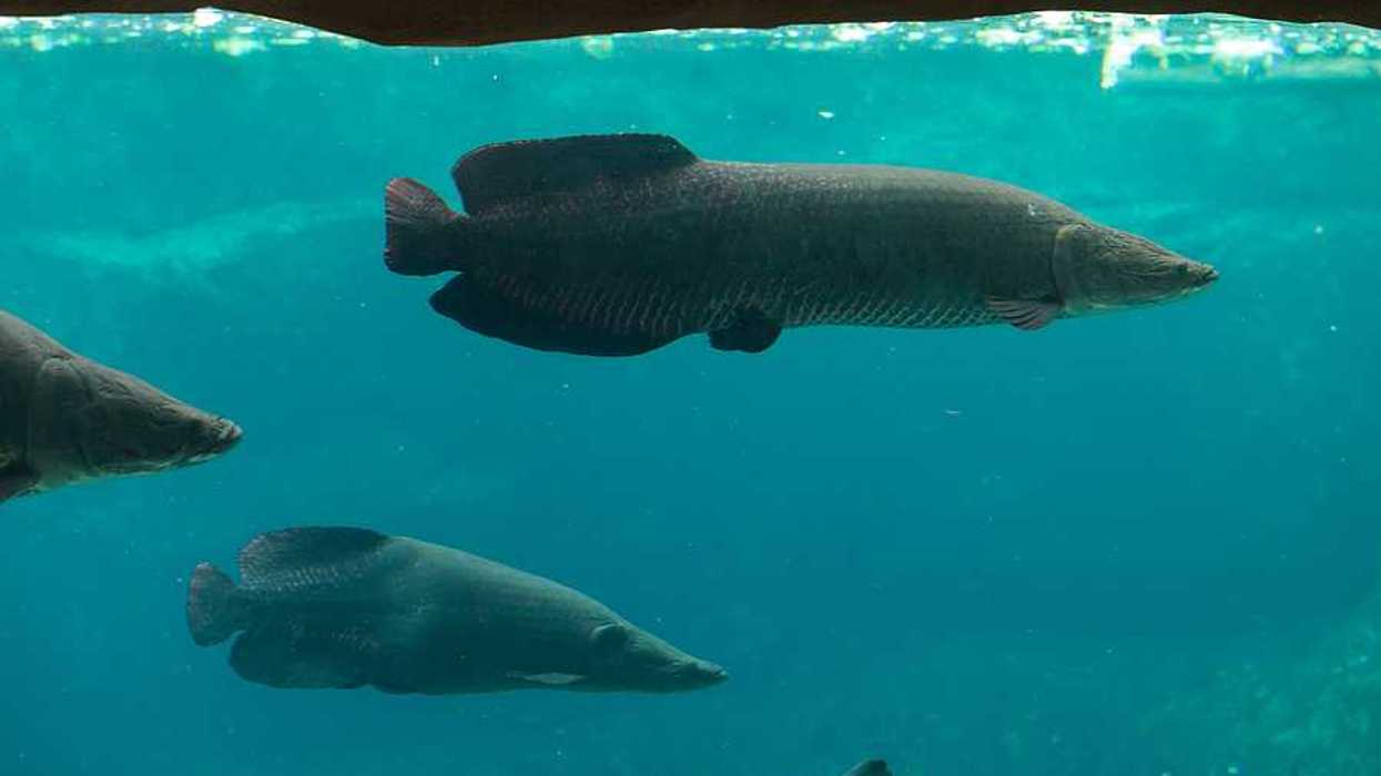 A group of large fish swimming in murky waters