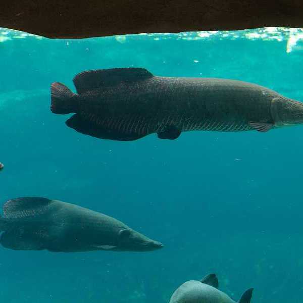 A group of large fish swimming in murky waters