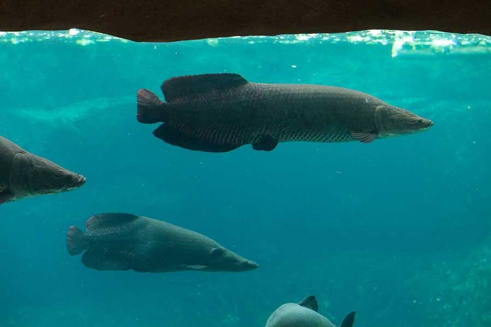 In Amazon rivers, fish breathe and ingest plastics