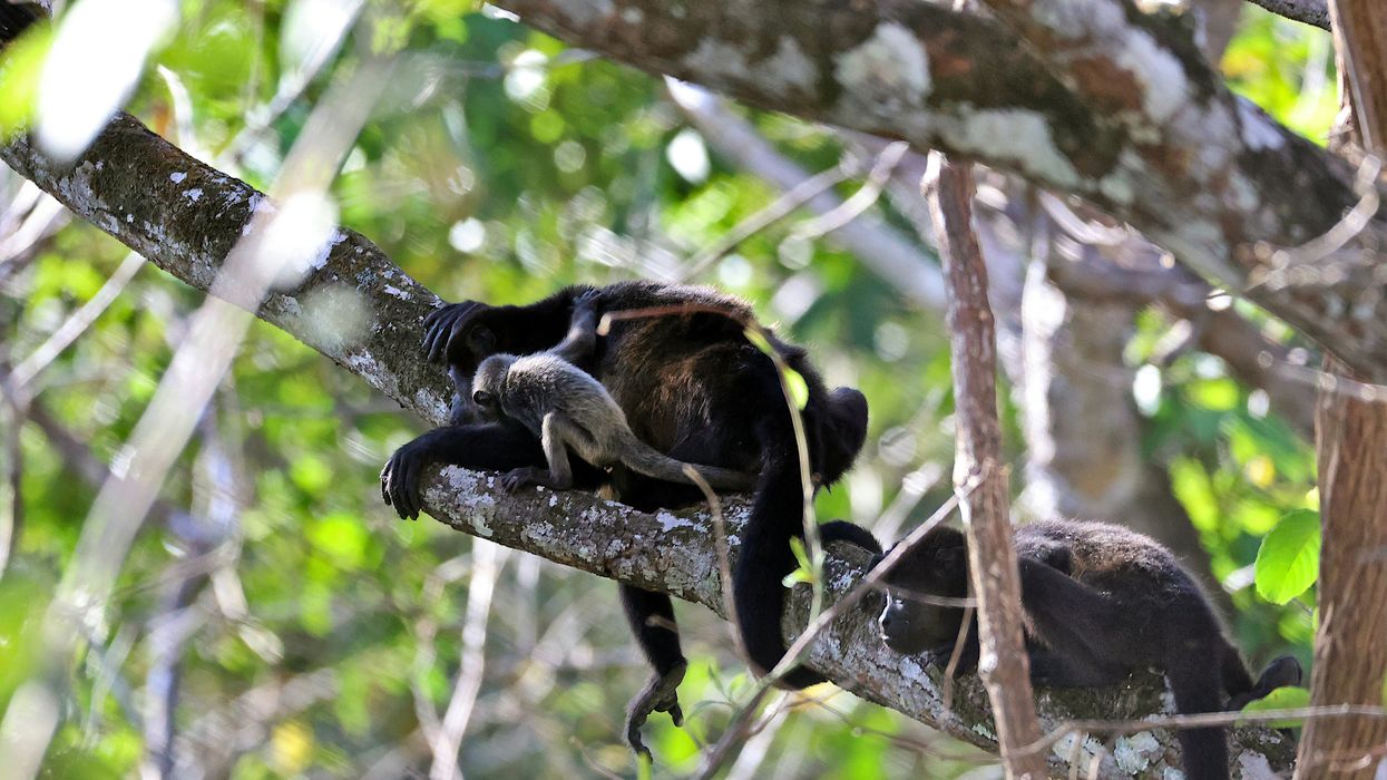 Mueren monos aulladores en selvas de México por el calor extremo